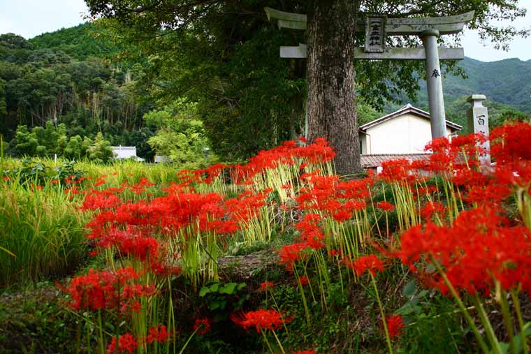 葛城一言主神社