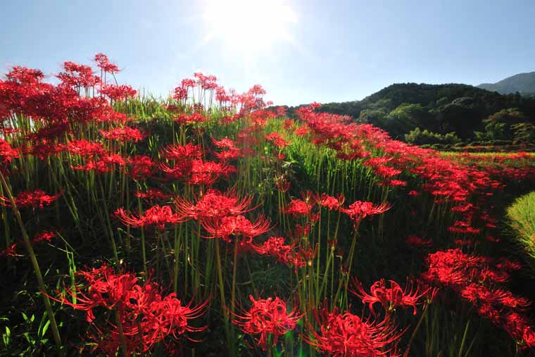 葛城一言主神社