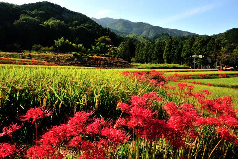 葛城一言主神社