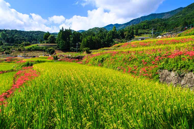 江里山の棚田