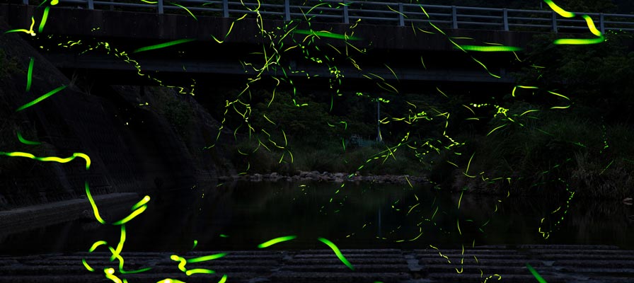 ほたるのふるさと相河川まつり