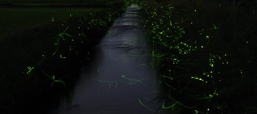 天の川ほたるまつり