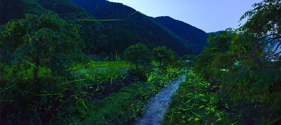 飛鳥川一帯のホタル