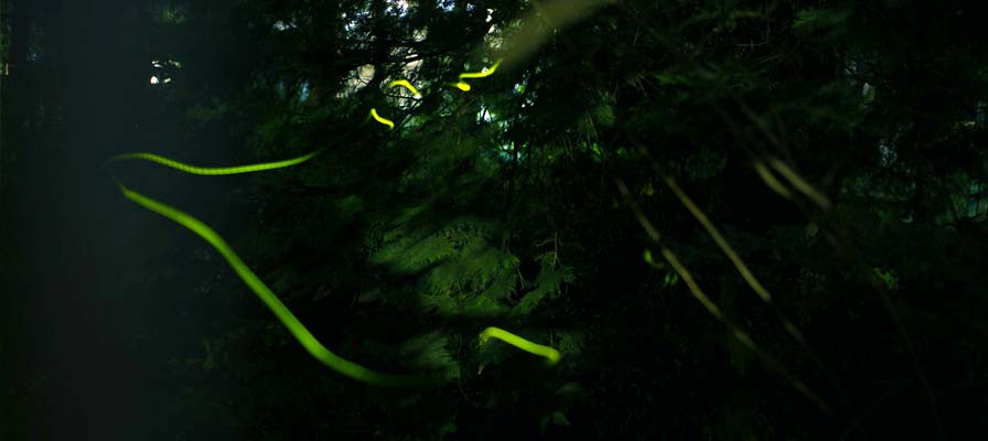 久我山ホタル祭り