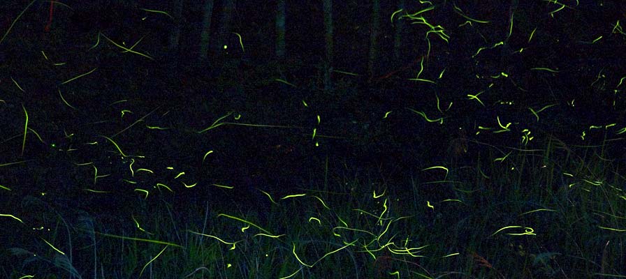 奈良県宇陀市のホタル