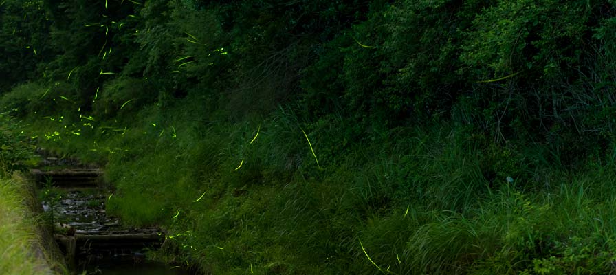 鳥川ホタルの里