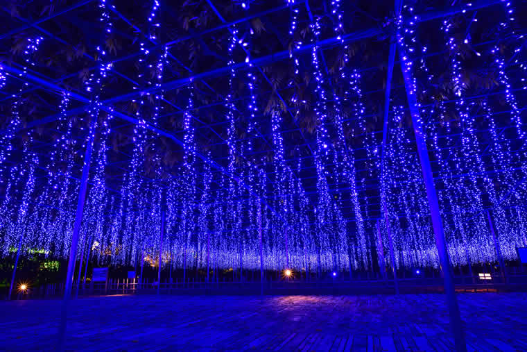 あしかがフラワーパーク　光の花の庭 Flower Fantasy 2017-2018