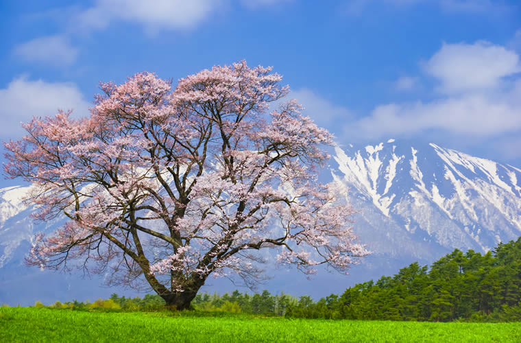 小岩井農場の一本桜