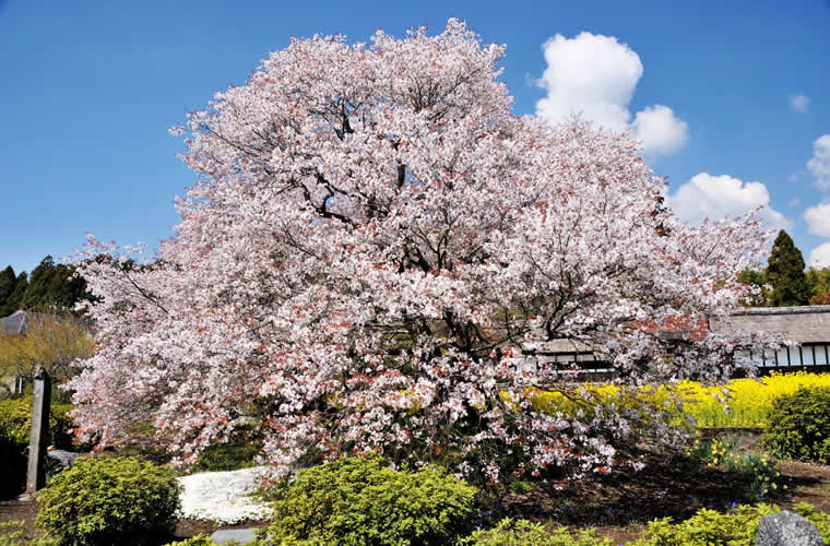 狩宿の下馬桜（かりやどのげばざくら）
