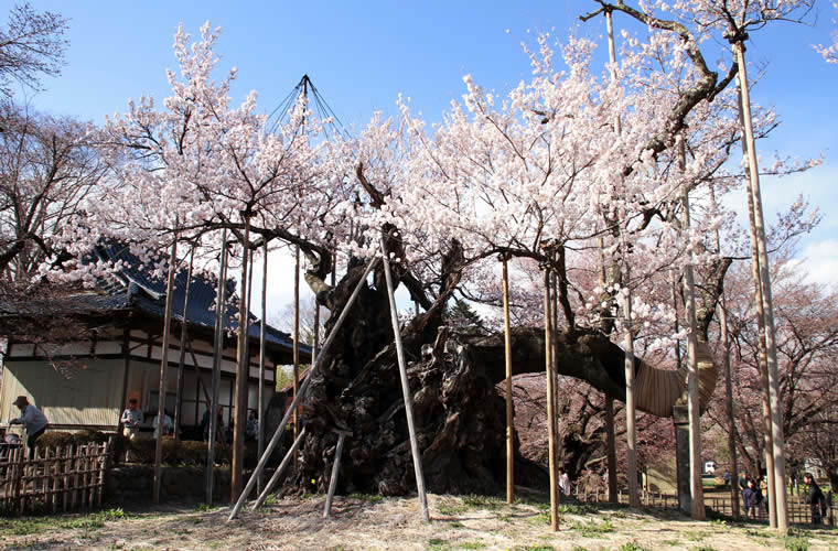 山高神代桜（やまたかじんだいざくら）