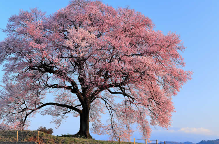 わに塚のサクラ（わにづかのさくら）