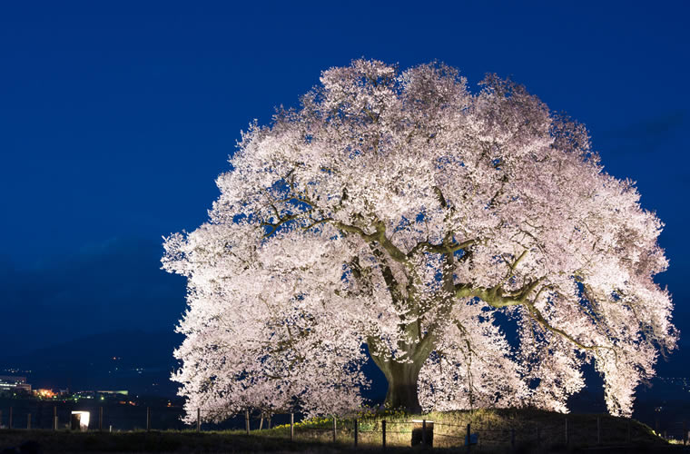 わに塚のサクラ（わにづかのさくら）