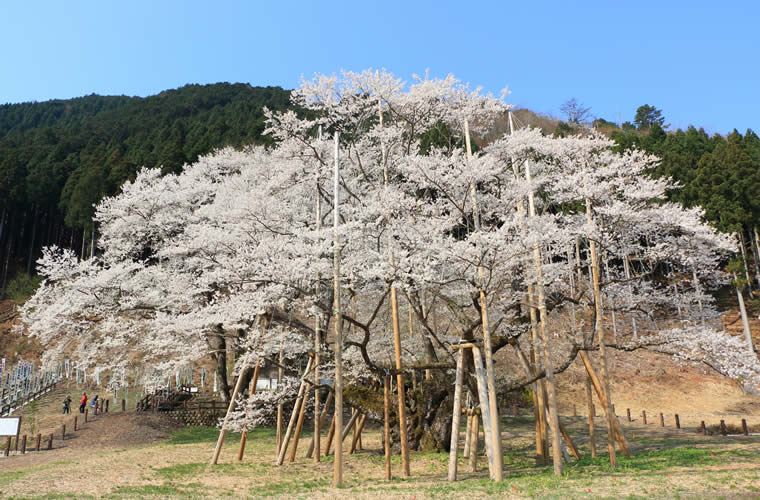 根尾谷淡墨桜（ねおだにうすずみざくら）