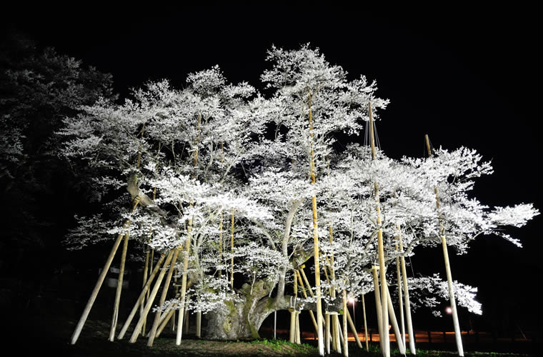 根尾谷淡墨桜（ねおだにうすずみざくら）