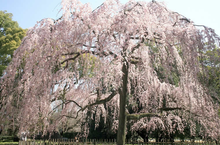 出水のしだれ桜（でみずのしだれざくら）