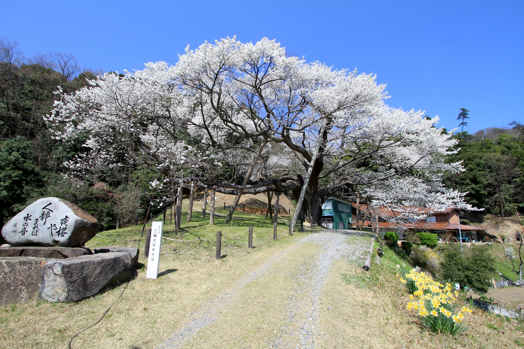 三隅大平桜（みすみおおびらざくら）