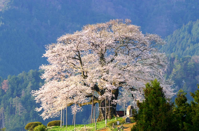 醍醐桜（だいござくら）