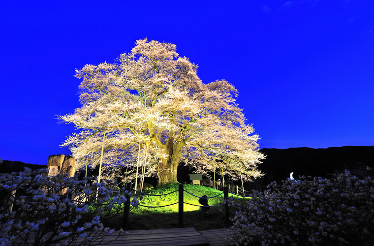 醍醐桜（だいござくら）