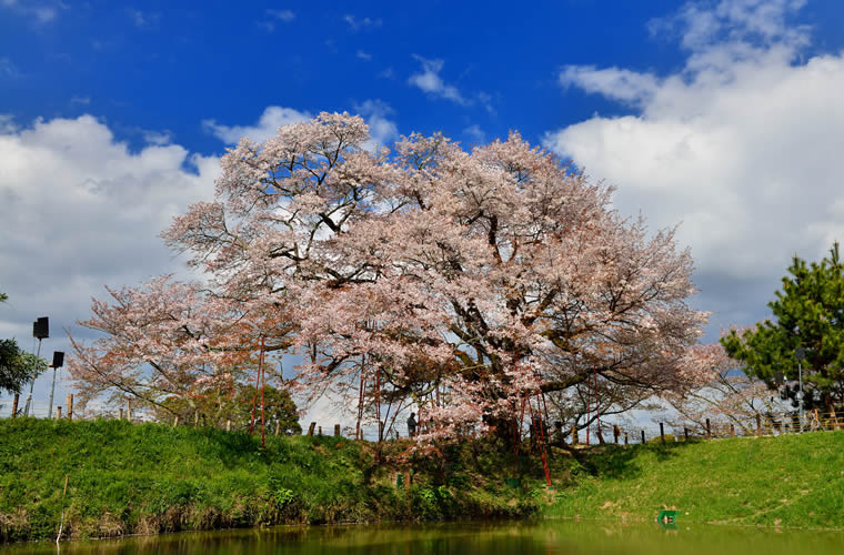 浅井の一本桜