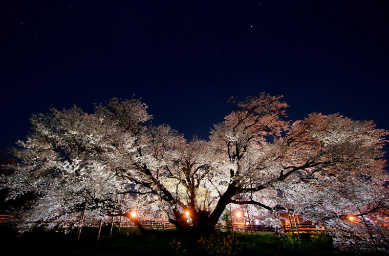 一心行の大桜（いっしんぎょうのおおざくら）
