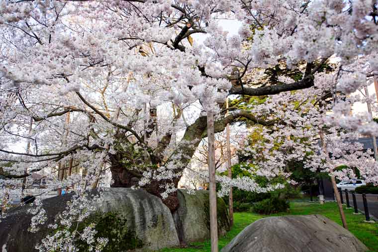 石割桜（いしわりざくら）