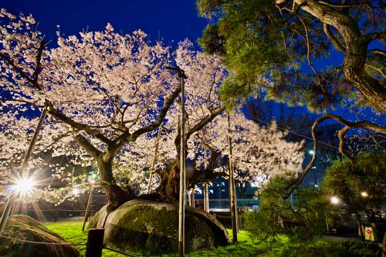 夜の石割桜（いしわりざくら）