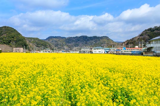 元気な百姓達の菜の花畑