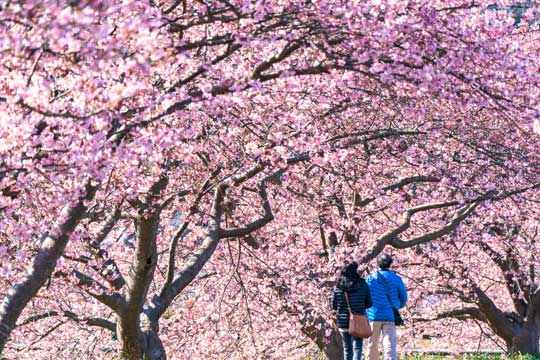 みなみの桜と菜の花まつり
