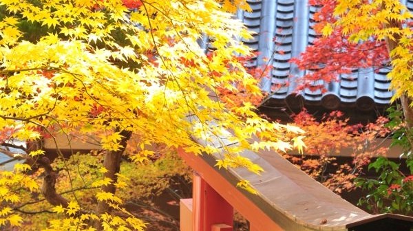 柳谷観音　立願山楊谷寺