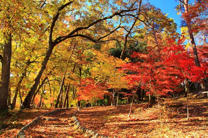 月の石もみじ公園 紅葉