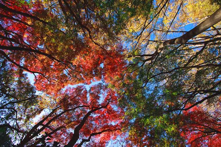 獅子舞（天園ハイキングコース）