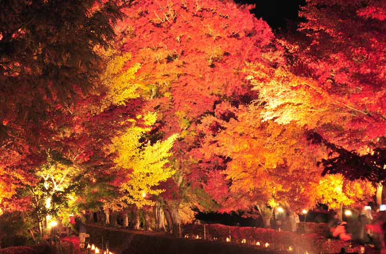 河口湖畔もみじ回廊