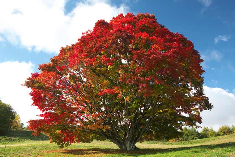 大峰高原七色大カエデ