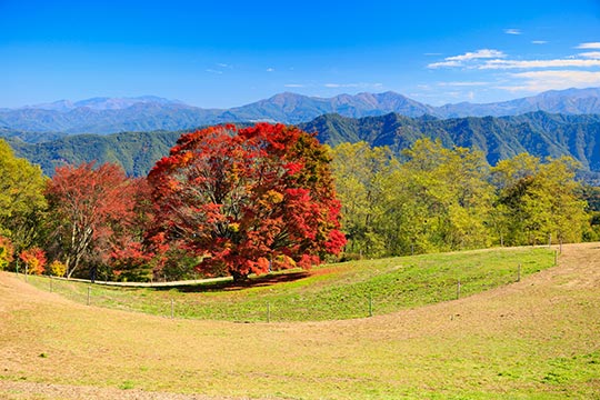 大峰高原七色大カエデ