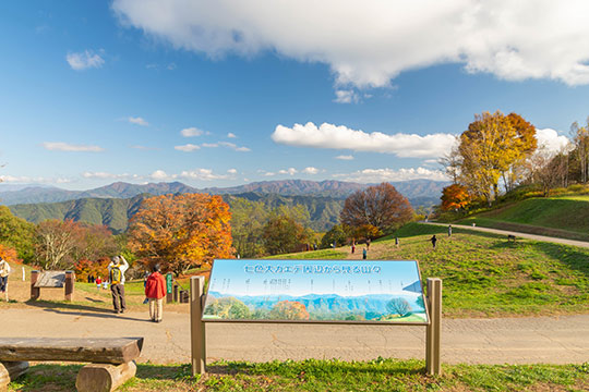 大峰高原七色大カエデ