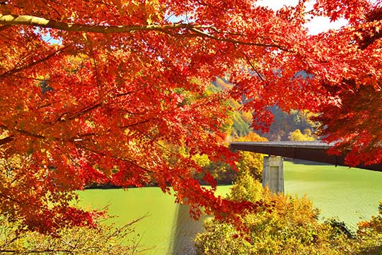 もみじ湖(箕輪ダム)