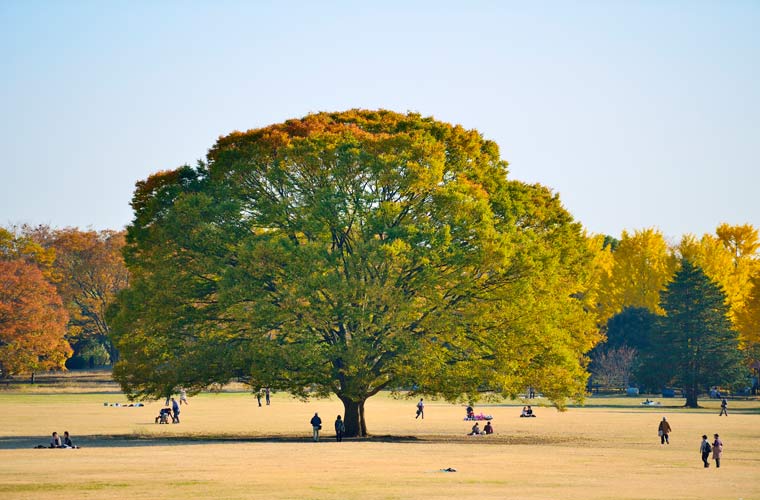 国営昭和記念公園
