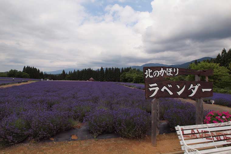 美郷町ラベンダー園