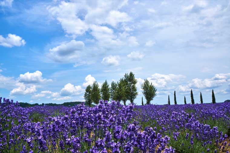 佐倉ラベンダーランド