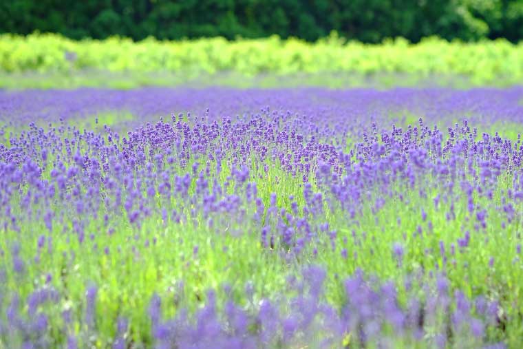 猪苗代ハーブ園