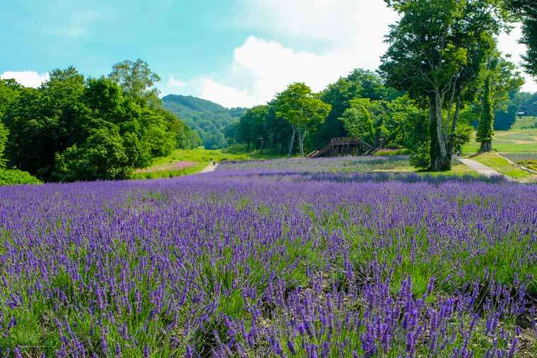 たんばらラベンダーパーク