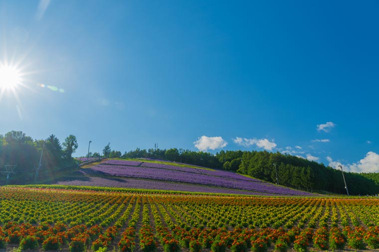 北星山ラベンダー園（中富良野町営ラベンダー園）