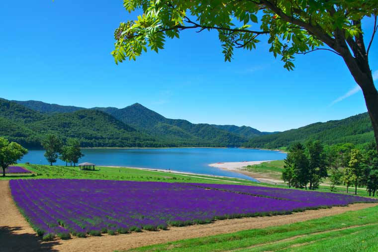 かなやま湖畔鹿越園地 ラベンダー園