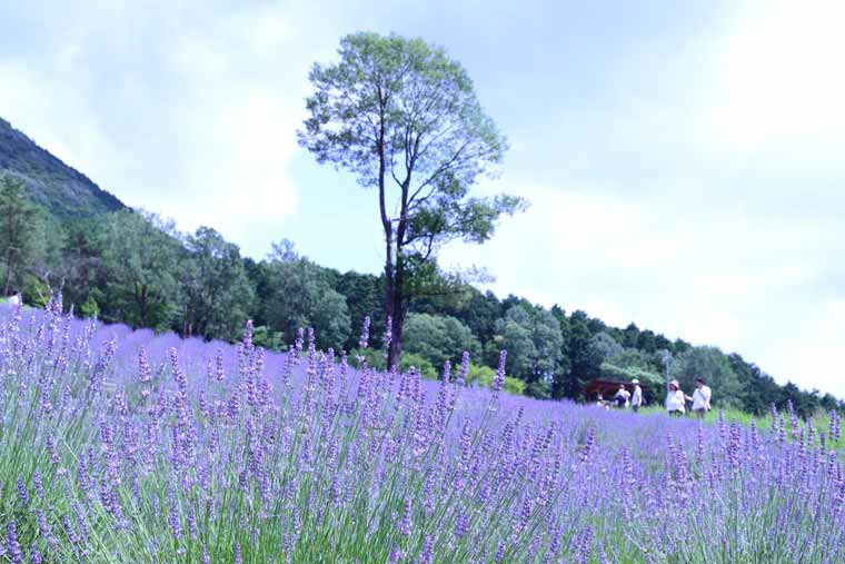 ラベンダーパーク多可