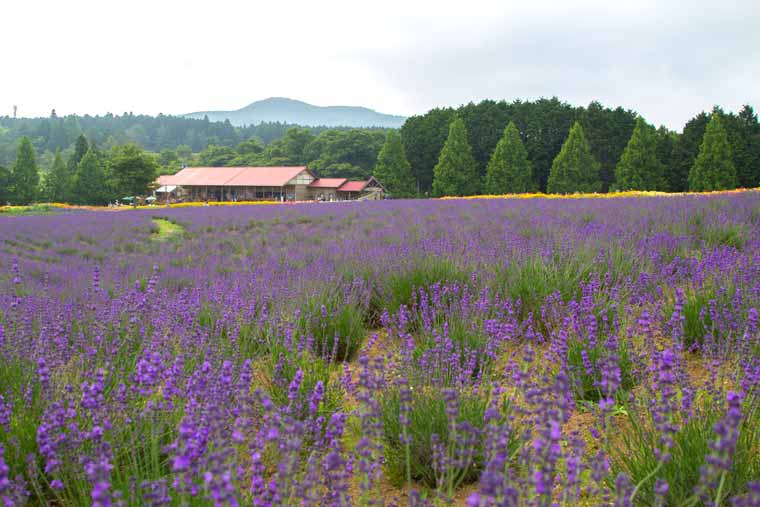 メナード青山リゾート