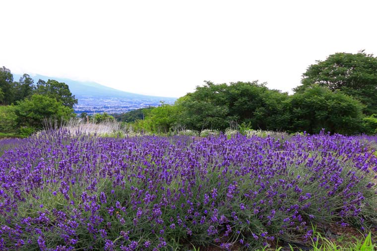 信州国際音楽村
