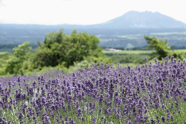 くじゅう花公園