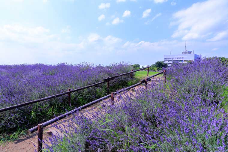 ラベンダー堤（菖蒲総合支所周辺）