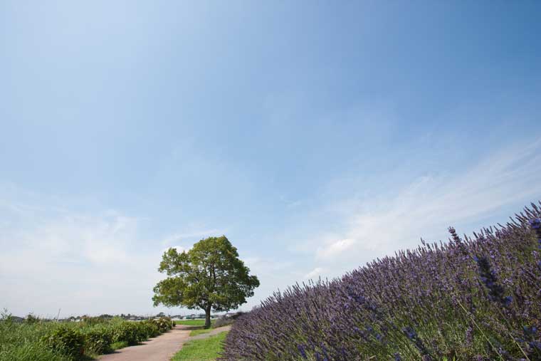 ラベンダー堤（菖蒲総合支所周辺）