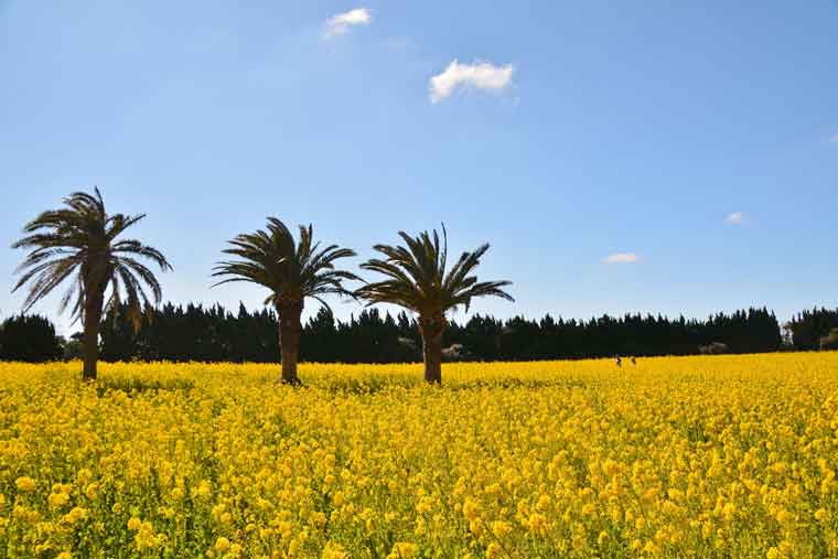 渥美半島・伊良湖岬の菜の花